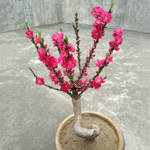 重瓣桃花盆栽寿星桃招桃花耐寒观赏花卉阳台植物盆景老桩带花苞