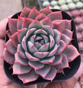 贵货多肉植物 林杰安娜4-5cm 多肉植物花卉绿植盆栽办公室萌肉肉