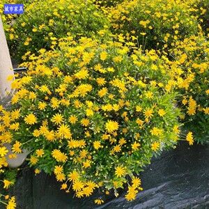 成都同城绿植销售四季开花木春菊球花园化境植物花卉销售好养