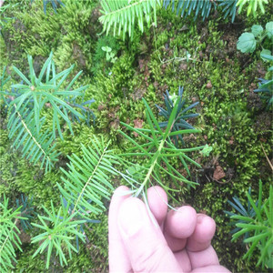 基地直销正宗冷杉树苗濒危植物冷银杉苗珍稀名贵树种银线杉苗绿植