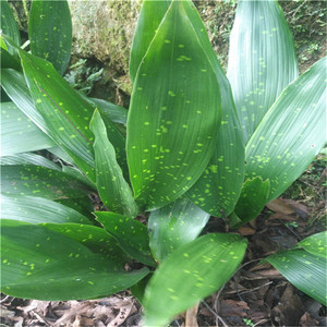 四川基地供应正品端午粽叶苗庭院绿植盆栽野生包粽子树苗四季常青