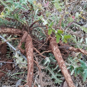 鸡刺根大蓟根母鸡刺云南楚雄新鲜蔬菜猪姆刺刺菜马蓟虎蓟野生包邮