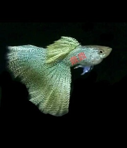 精品黄蕾丝孔雀鱼粗腰大体凤尾鱼活体种鱼