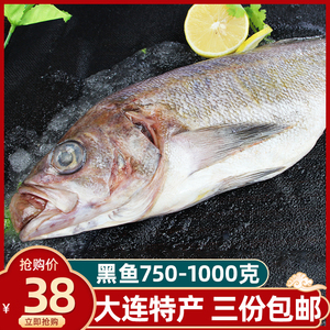 大连特产海捕新鲜黑鱼 野生鲜活海鱼黑石斑鲜活黑虎头水产海鲜鱼