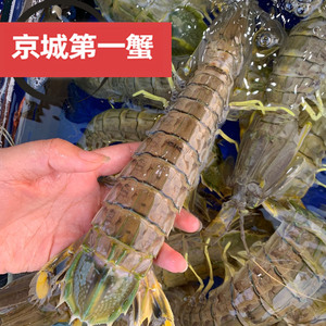 泰国富贵虾 公虾超大皮皮虾海鲜巨型菇濑尿虾500g 北京鲜活闪送