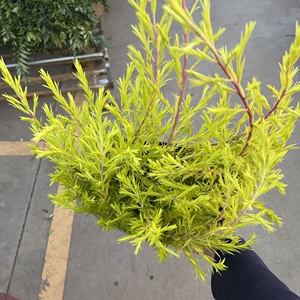 千层金鲜花云南昆明斗南市场基地直发直批家用婚礼水养室内配草金