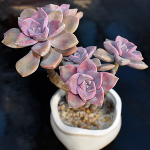 墨墨园艺 多肉植物紫乐老桩群生多头伪群 一物一拍肉肉阳台办公室