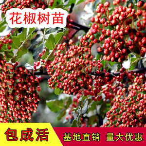 花椒树苗大红袍狮子头九叶青四川麻花椒苗正宗藤椒盆地栽当年结果