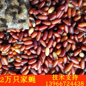 包邮 家蝇苍蝇种 蝇蛆种苗 工程蝇 家蝇蛹 苍蝇养殖  2万只加量