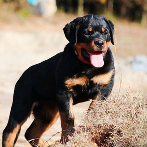 纯种德系罗威纳幼犬活体美系罗威纳犬巨型防暴犬警犬罗威纳犬活体