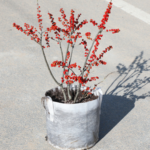 【北美冬青盆景】北美冬青盆景品牌,价格 - 阿里巴巴