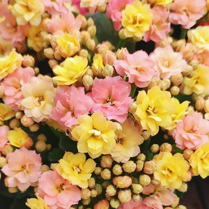 金牌变色龙长寿花盆栽重瓣大花带花苞金狐狸花卉植物室内四季开花