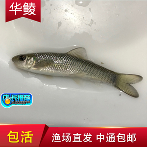华鲮 华鲮鱼 华鲮鱼活体华鲮鱼 青龙棒 原生鱼 鱼苗  重庆水花鱼