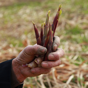 特产湖北新鲜笋野生芦苇笋 柴笋子钢材芽笋新鲜蔬菜三斤装包邮