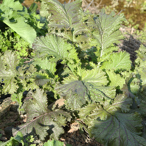湖北新鲜野腊菜 辣腊菜苦腊菜冲菜可做腌菜现挖现发4斤装包邮