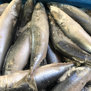 1斤海鲜水产野生冷冻鲐鱼青花鱼鲐鲅鲭鱼新鲜实惠海鲜 满10斤包邮