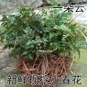 000人付款淘宝中药材小春花野生现挖一朵云独立金鸡根
