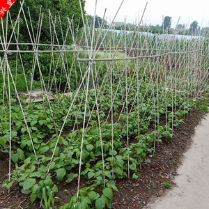 黄瓜豆角丝瓜爬藤架家用架架农用豇豆架玻璃纤维杆爬藤支架弹力棒