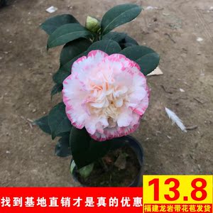 山茶花树苗宽彩带室内盆栽女皇一号龙岩带花苞茶花树室内好养植物