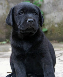 出售纯种黑色拉布拉多犬神犬小七幼犬活体导盲犬猎犬幼犬活体狗狗