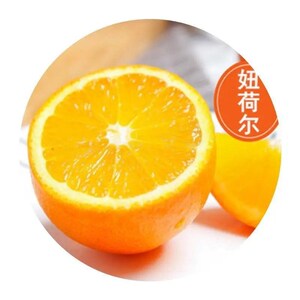 重庆长寿湖塔罗科血橙树苗橘子苗柑橘苗盆栽果树苗无籽橙子苗包邮