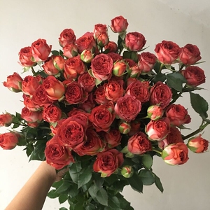 904人付款淘宝新品月季巧克力泡泡 多头丰花四季开花 荷兰阳台微型