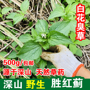 【白花瑞香】白花瑞香品牌,价格 - 阿里巴巴