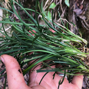 地道赤峰味淘宝山韭花酱纯手工野生韭菜花酱料内蒙古克旗韭花酱自制