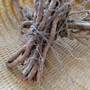 屏南特产木姜子全根 新鲜臭枳柴草根 炖猪脚汤料山苍子根500g包邮