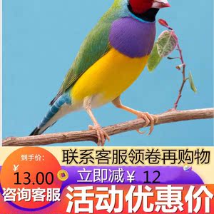 七彩白灰珍珠鸟白灰文鸟活体宠物鸟活物观赏手玩鸟一对包邮送鸟窝
