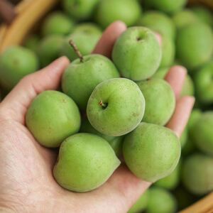 000人付款淘宝福建永泰青梅果永泰梅子新鲜野生酸梅现摘现发泡酒梅子