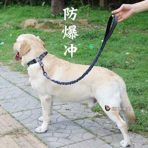 拉布拉不多犬