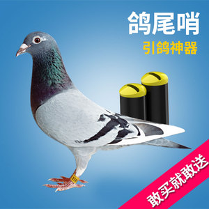 鸽子哨子尾哨老北京