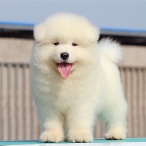 无偿领养纯种熊版萨摩耶幼犬活体中型白色微笑天使雪橇犬宠物狗狗