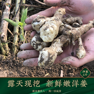 【四时悦_洋姜5斤】葵花芋新鲜现挖鬼子姜菊花洋芋甜姜泡酱菜腌制