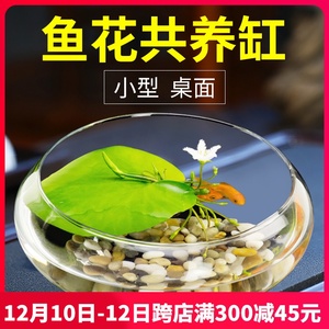 养水莲的缸