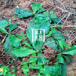 地胆头种子 地胆草种子煲汤药膳有机中草药材植物盆栽 满包邮