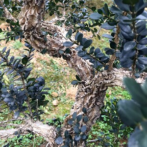 黄杨盆景种子 龙鳞黑珍珠黄杨种子 小叶皱皮雀舌黄杨树种子