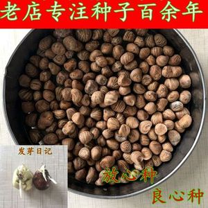 发财树种子 平安树种子 元宝树 幸福树 室内客厅 观叶绿植盆栽花