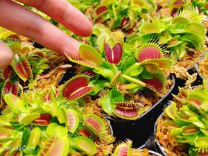 泰坦巨人捕蝇草 食虫植物驱蚊草食人花