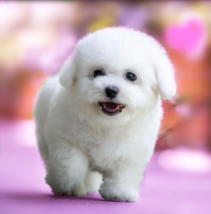白色犬种类小型图片