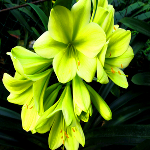 东北精品君子兰日本细叶平尾绿花包邮