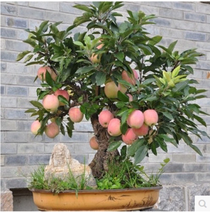 沙果矮化地栽苹果苗室内南方四季北方包邮花牛盆栽果树苗盆栽苹果