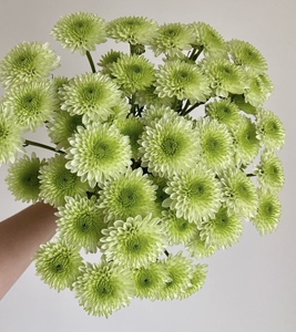 布鲁诺绿小雏菊鲜花云南直发昆明基地水养鲜切花纽扣雏菊