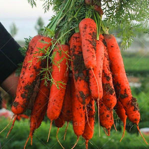 韩国七寸胡萝卜种子有机果蔬春夏秋四季播蔬菜籽水果红胡萝卜种孑