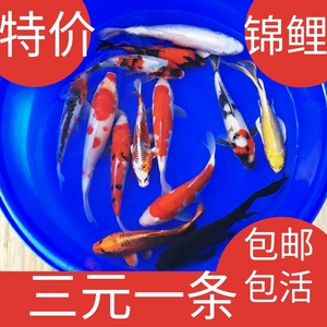 锦鲤鱼活体鱼缸观赏鱼金鱼苗冷水鱼红白三色大正松叶孔雀黄金活鱼
