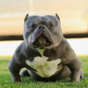 北京纯种美国恶霸犬幼犬活体口袋微体超大恶霸犬宠物家养小型真狗