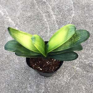 室内卧室客厅办公室通用型绿植盆栽花卉植物精品佛光兰变异君子兰