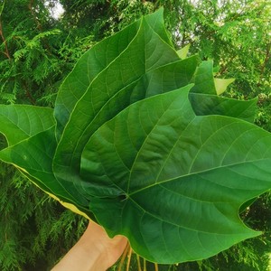 新鲜野生桐子树叶50张现摘包苞谷粑粑叶玉米粑叶油桐叶重庆土特产