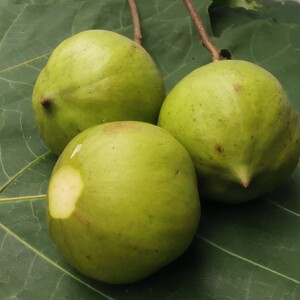 新鲜桐子果疣果木油桐果种子野生千年桐非食用干果重庆桐子叶粑粑